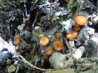  Scutellinia scutellata (L.) Lambotte – СКУТЕЛЛИНИЯ ЩИТОВИДНАЯ 